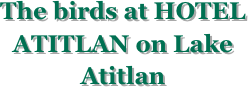 The birds at HOTEL ATITLAN on Lake Atitlan